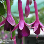 Fuchsia 'Remembering Claire' - 