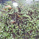 Muehlenbeckia complexa - 