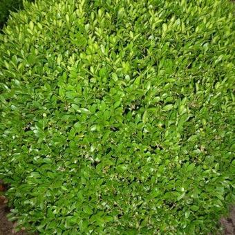 Buxus sempervirens 'Justin Brouwers'