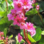 Bergenia cordifolia 'Herbstblüte' - 