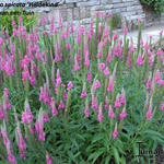 Veronica spicata 'Heidekind' - 