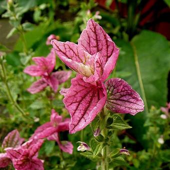 Salvia viridis