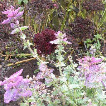 Salvia viridis