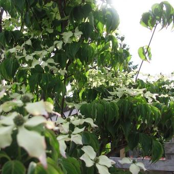 Cornus kousa var. chinensis