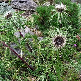 Carlina acaulis subsp. simplex