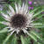 Carlina acaulis subsp. simplex