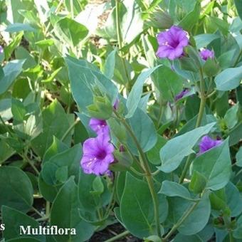 Mirabilis multiflora