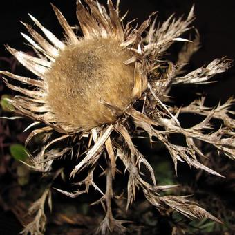 Carlina acaulis subsp. simplex