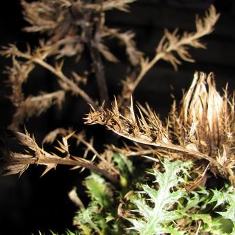 Carlina acaulis subsp. simplex