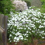 Cornus ‘Eddie’s White Wonder’ - 