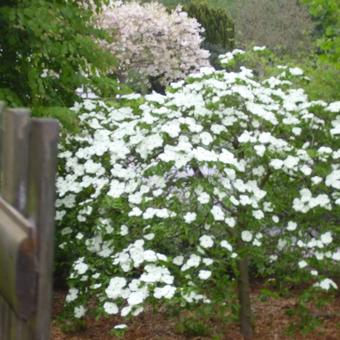 Cornus ‘Eddie’s White Wonder’