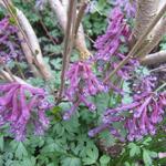 Corydalis cava - Hohler Lerchensporn