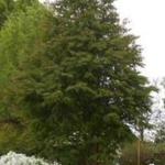 Cercidiphyllum japonicum 'Rotfuchs' - 