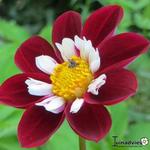 Dahlia 'Mary Evelyn' - 