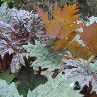 Rheum palmatum 'Atrosanguineum'