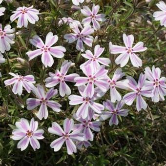 Phlox subulata 'Candy Stripes'