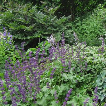 Salvia verticillata 'Purple Rain'