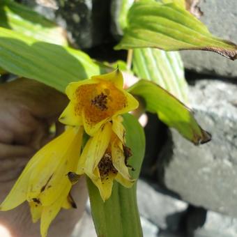 Tricyrtis ishiiana