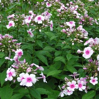 Phlox paniculata 'Kirmesländler'