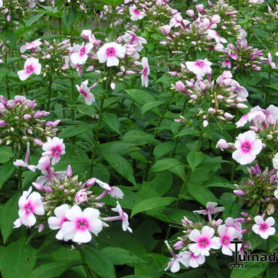 Phlox paniculata 'Kirmesländler' - 