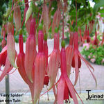 Fuchsia 'Fiery Spider' - 