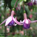 Fuchsia 'Dijk Van Tuin' - 