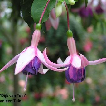 Fuchsia 'Dijk Van Tuin'