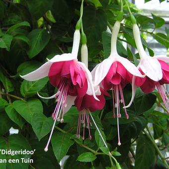 Fuchsia 'Didgeridoo'