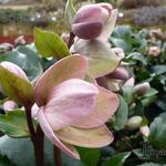 Helleborus 'Angel Glow' - 