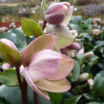 Helleborus 'Angel Glow'