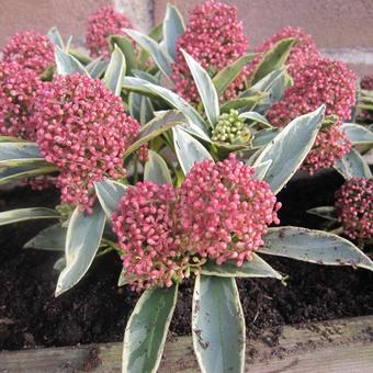 Skimmia japonica 'MAGIC Marlot'