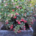 Vaccinium vitis-idaea 'Miss Cherry' - 