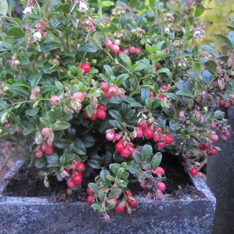 Vaccinium vitis-idaea 'Miss Cherry'