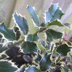 Ilex aquifolium 'Silver Queen' - 