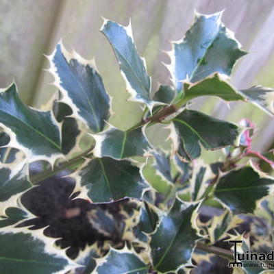 Ilex aquifolium 'Silver Queen' - 