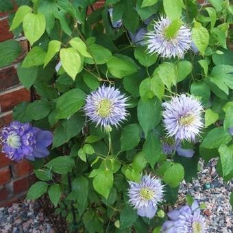 Clematis 'Blue Light'