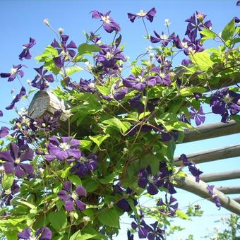 Clematis