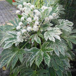 Fatsia japonica 'Variegata' - Fatsia japonica 'Variegata'