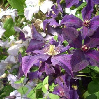 Clematis