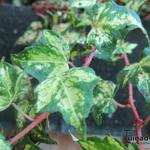 Hedera helix 'Golden Jytte'  - 