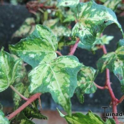 Hedera helix 'Golden Jytte'  - 