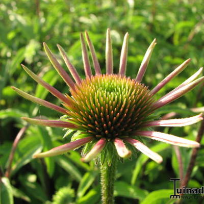 Echinacea purpurea 'Kim's Knee High' - 