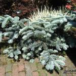 Abies procera 'Glauca prostrata' - 