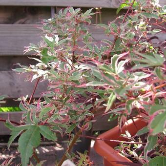 Acer palmatum 'Beni Shichihenge'