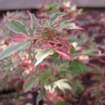 Acer palmatum 'Beni Shichihenge' - 