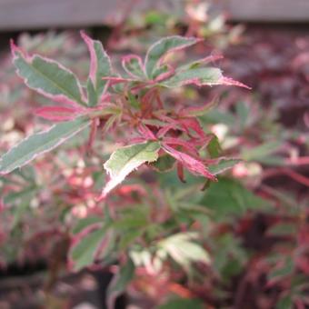 Acer palmatum 'Beni Shichihenge'