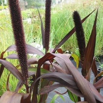 Pennisetum glaucum ´Purple Baron´