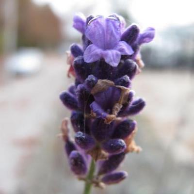 Lavandula angustifolia 'Dwarf Blue' - Lavandula angustifolia 'Dwarf Blue'