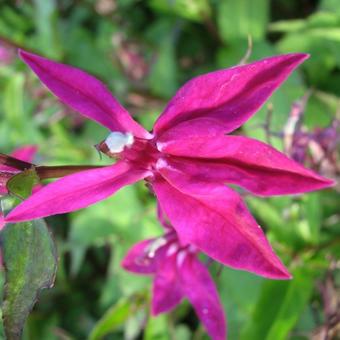 Lobelia x speciosa 'Tania'