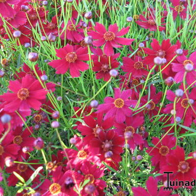 Coreopsis 'Limerock Ruby' - Coreopsis 'Limerock Ruby'